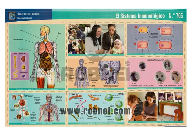 Lamina de SISTEMA INMUNOLOGICO