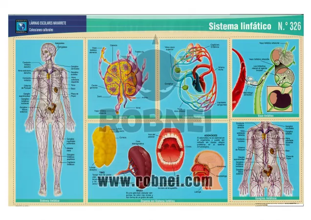 Lamina de SISTEMA LINFATICO 2