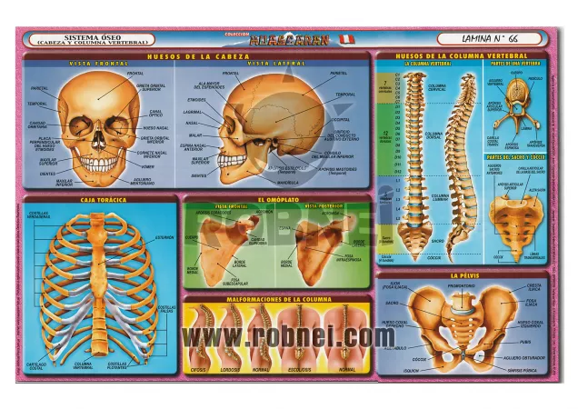 Lamina de SISTEMA OSEO CABEZA Y COLUMNA