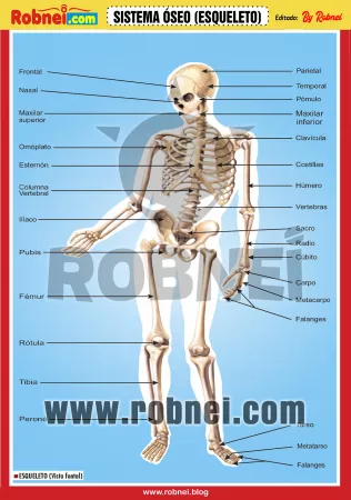 SISTEMA-OSEO-ESQUELETO-2