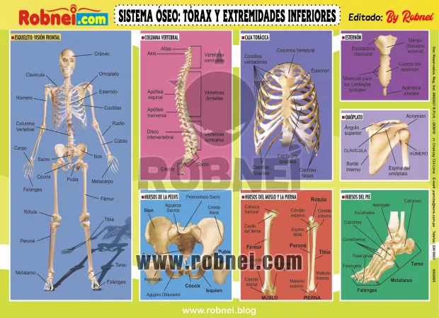 SISTEMA-OSEO-TORAX-Y-EXTREMIDADES-INFERIORES