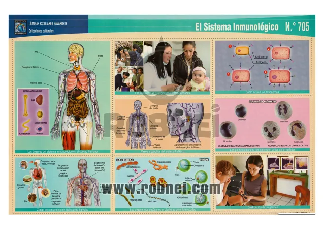 Sistema-Inmunologico-705