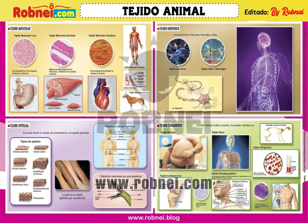 TEJIDO-ANIMAL