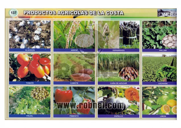 PRODUCTOS-AGRICOLAS-DE-LA-COSTA-PERUANA