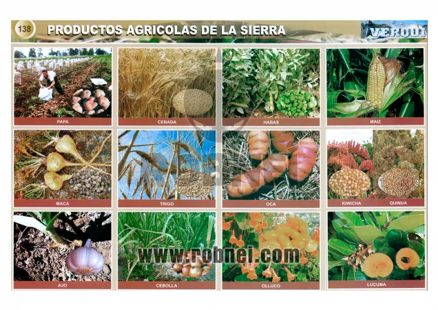 Lamina de PRODUCTOS AGRICOLAS DE LA SIERRA PERUANA