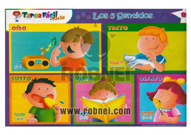 Descargar Lamina Escolar de LOS 5 SENTIDOS - Robnei