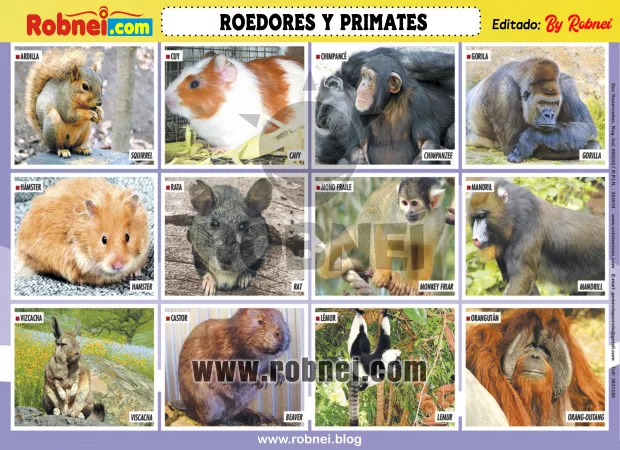 Lamina de ROEDORES Y PRIMATES