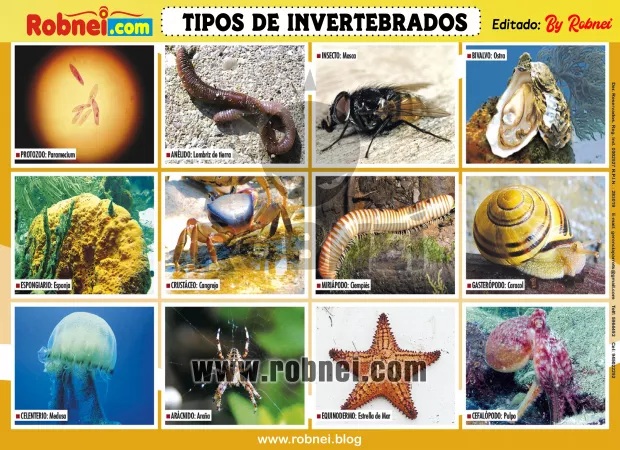 TIPOS-DE-INVERTEBRADOS