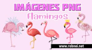Imagenes de Flamingos PNG