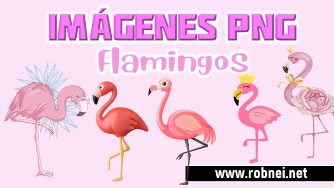 Imagenes de Flamingos PNG