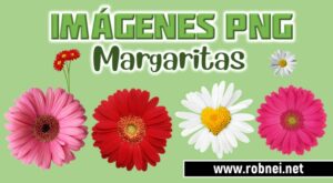 Imagenes de Margaritas PNG