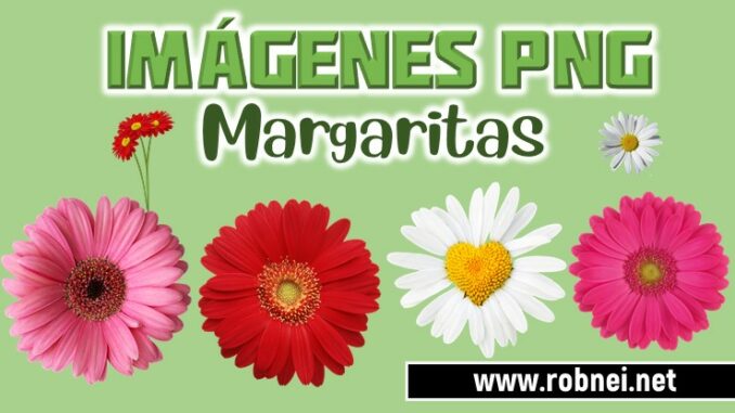 Imagenes de Margaritas PNG